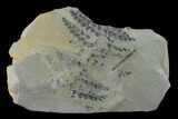 Pennsylvanian Fossil Fern (Sphenopteris) Plate - Kentucky #138537-1